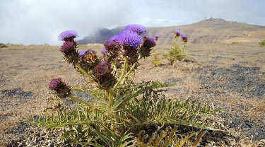 Wilde Artischocken in Kalabrien