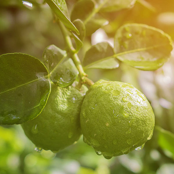Die Bergamotte aus Kalabrien