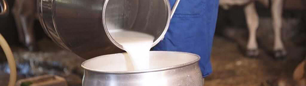 Milch vom Tiroler Grauvieh