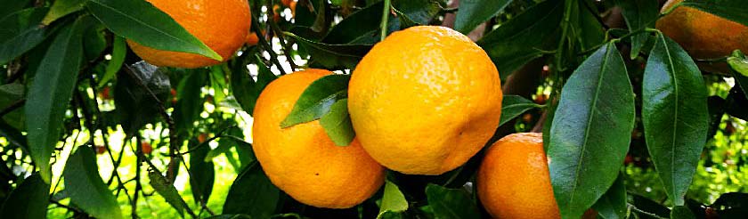 Spätmandarinen aus Ciaculli (Presidio Slow Food)