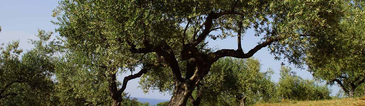 Olivenbaum in Umbrien