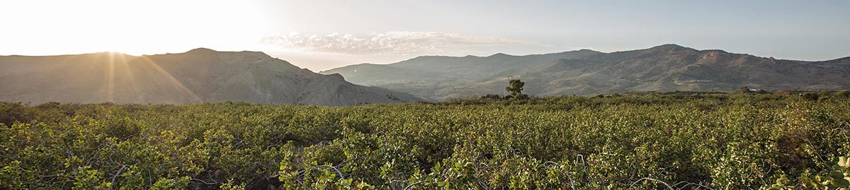 Blick von der Azienda A'Ricchigia über den Pistazienhain
