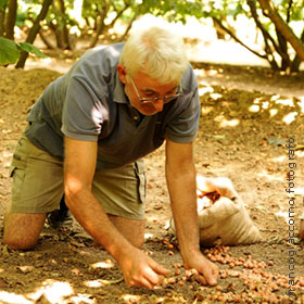 Die Arbeit in Haselnusshain