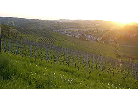 Weinberg Casciba Roera