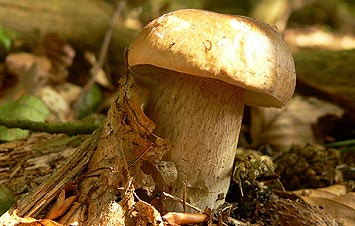 Steinpilz (Funghi Porcini)