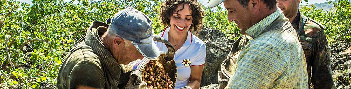 Pistazienernte bei A Ricchigia in Bronte Pistazienernte bei A Ricchigia in Bronte