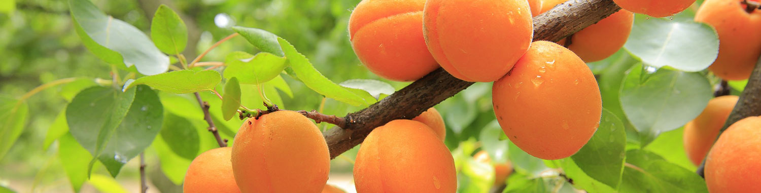 Reife Aprikosen am Baum