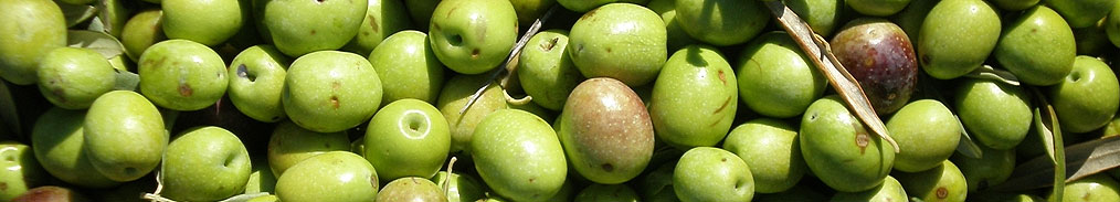 Tonda Iblei-Oliven Tonda Iblei-Oliven