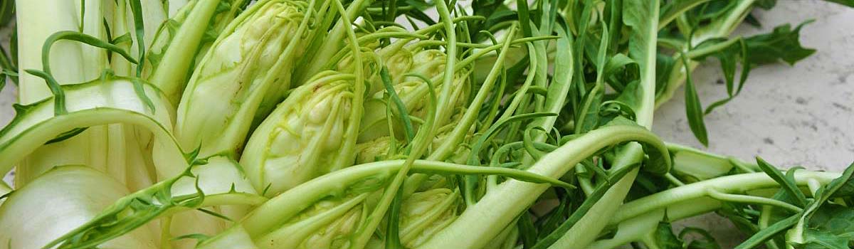 Puntarelle di Cicoria