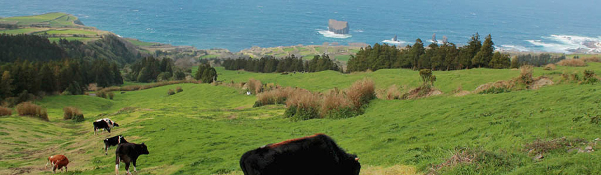 Sardinhas em Manteiga dos Acores - Sardinen in Butter von den Azoren (90g)