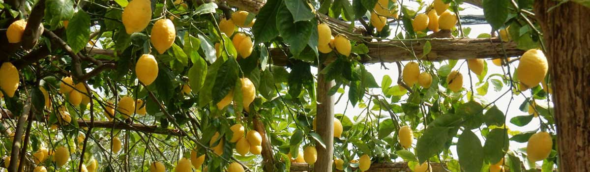 Limone Costa D'Amalfi IGP