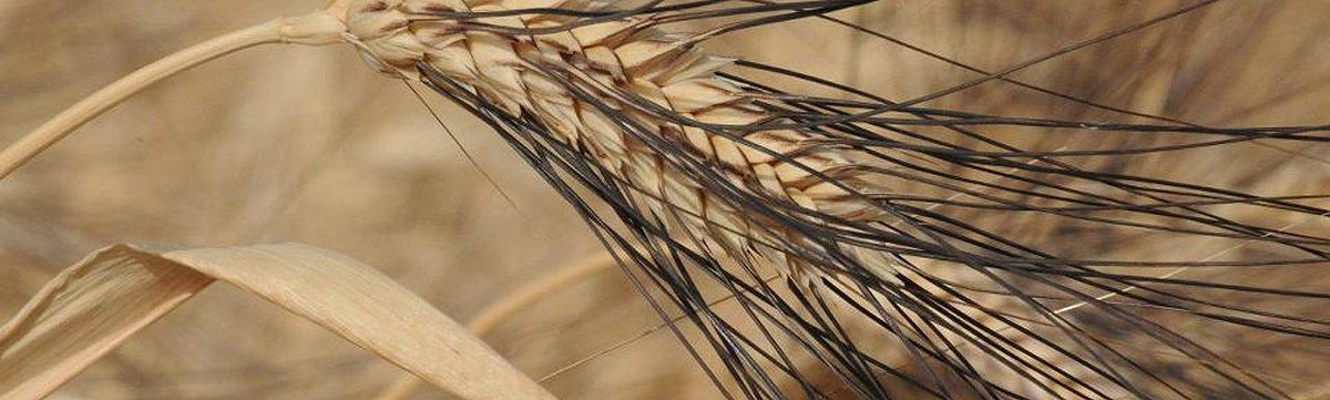 Senatore Cappelli-Weizen Senatore Cappelli-Weizen