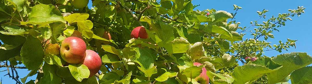 Streuobst Calw, Enzkreis, Freudenstadt