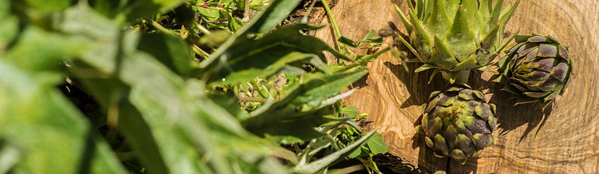 Wilde Artischocken von Zinurra aus Kalabrien Wilde Artischocken von Zinurra aus Kalabrien
